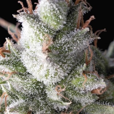 Pyramid Seeds Ramses feminisiert