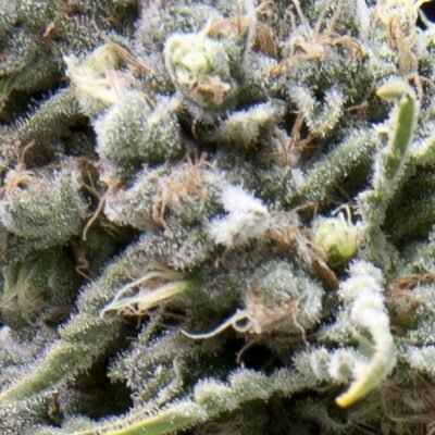 Pyramid Seeds White Widow CBD Auto feminisiert