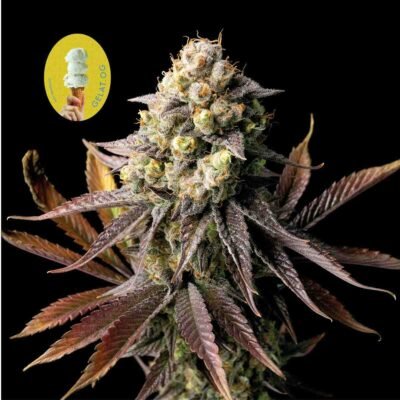 Seedsman Gelat.OG feminisiert