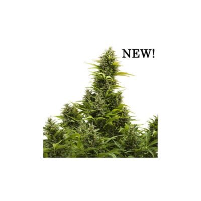 Buddha Seeds Medikit CBD Auto feminisiert