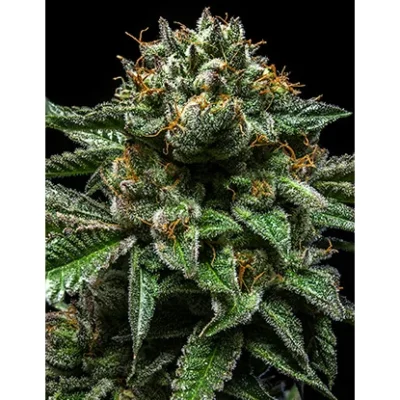 Ripper Seeds Chempie feminisiert