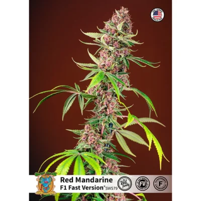 Sweet Seeds Red Mandarine F1 FAST feminisiert