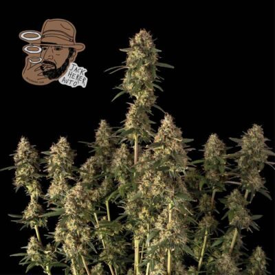Seedsman Jack Herer Auto feminisiert