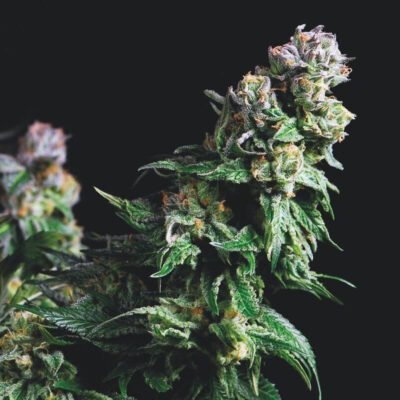 Pyramid Seeds Purple Urkle feminisiert