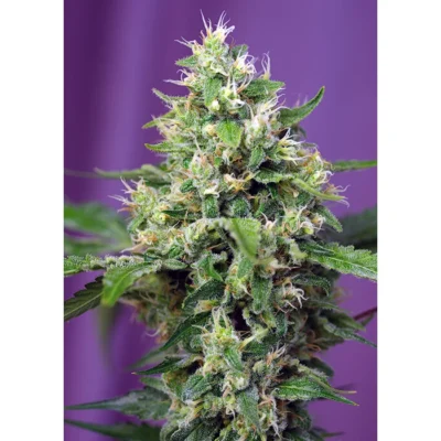 Sweet Seeds Sweet Amnesia Haze XL Auto feminisiert