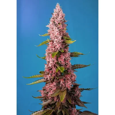 Sweet Seeds Red Hot Muffin (aka Cookies) feminisiert