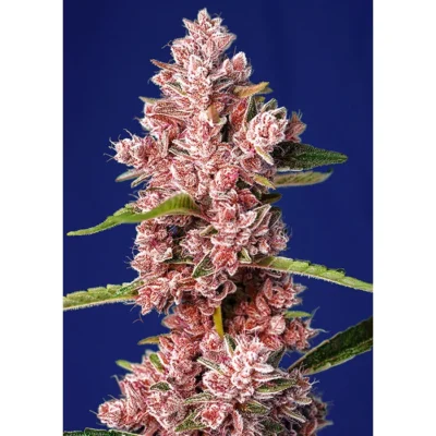 Sweet Seeds Tropicanna Poison F1 FAST feminisiert