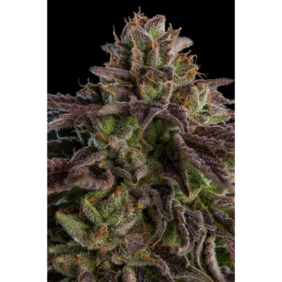 Ripper Seeds KmintZ feminisiert