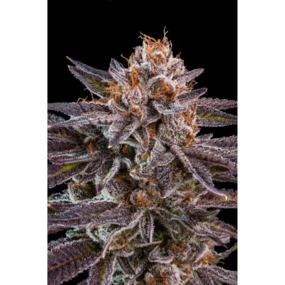 Ripper Seeds OMG feminisiert