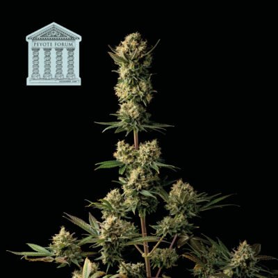 Seedsman Peyote Forum feminisiert