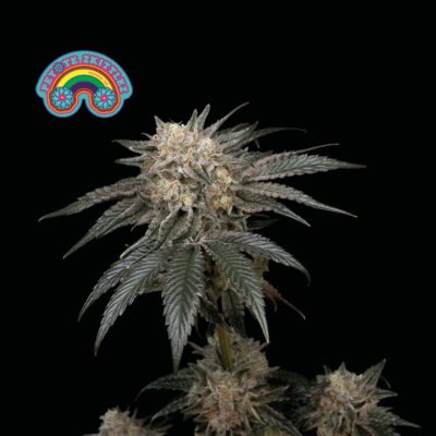 Seedsman Peyote Zkittlez feminisiert