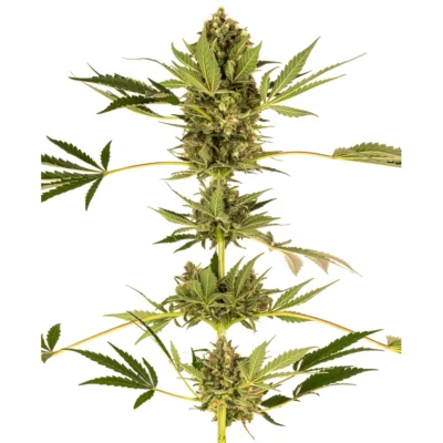 Sensi Seeds Himalayan CBD feminisiert