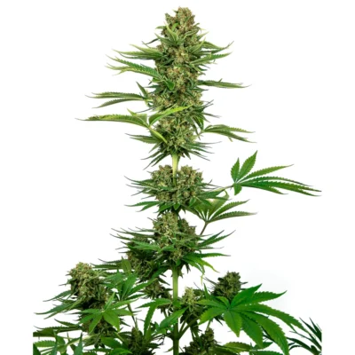 Sensi Seeds Satin Black Domina CBD feminisiert