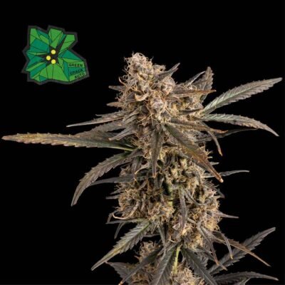 Seedsman Green Crack Auto feminisiert