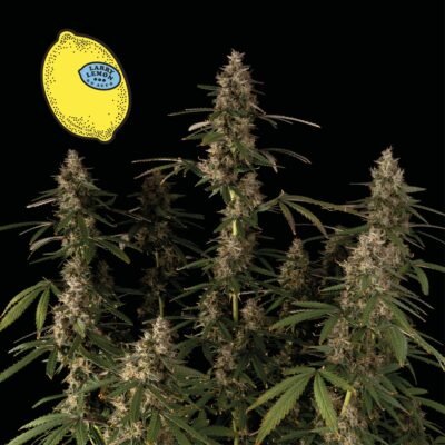 Seedsman Larry Lemon OG Auto feminisiert