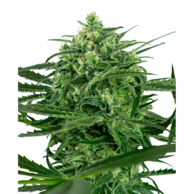 Sensi Seeds Sensi Amnesia feminisiert