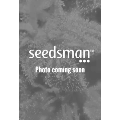 Sensi Seeds Purple Skunk Auto feminisiert