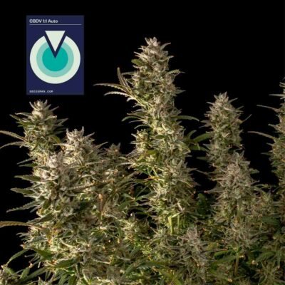 Seedsman CBDV 1:1 Auto feminisiert