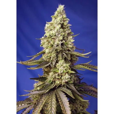 Sweet Seeds Runtz XL Auto feminisiert