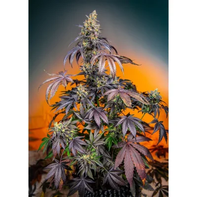 Sweet Seeds Red Gorilla Girl XL Auto feminisiert