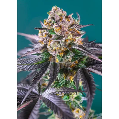 Sweet Seeds Red Strawberry Banana Auto feminisiert