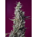 Sweet Seeds Sweet Cherry Pie feminisiert