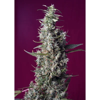 Sweet Seeds Sweet Cherry Pie feminisiert