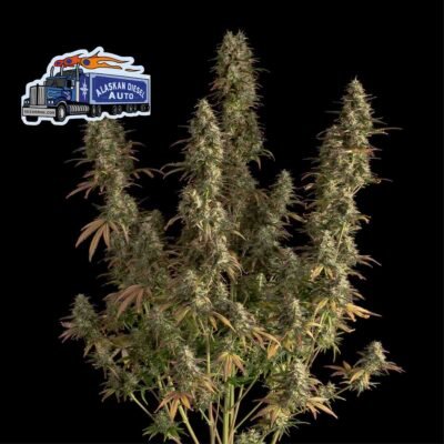 Seedsman Alaskan Diesel Auto feminisiert