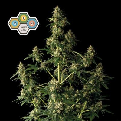 Seedsman CBG Relief Auto feminisiert