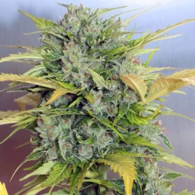 Serious Seeds AK 47 Auto feminisiert