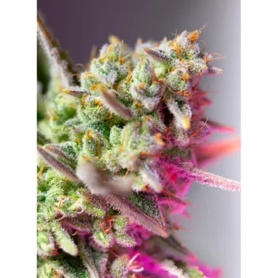 Sweet Seeds Sweet Mimosa XL Auto feminisiert