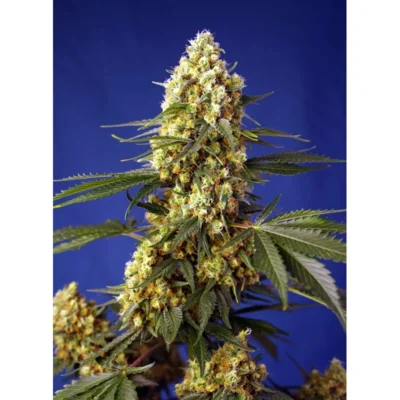 Sweet Seeds Strawberry Banana Gelato XL Auto feminisiert