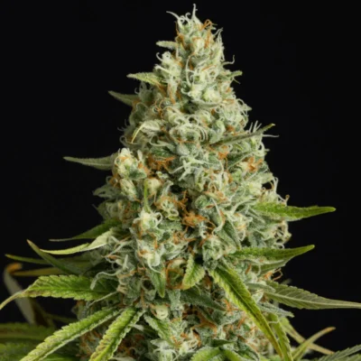 Silent Seeds Amnesia Lemon feminisiert