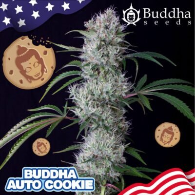 Buddha Cookie Auto feminisiert