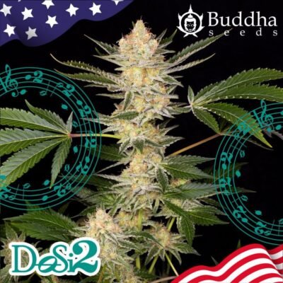Buddha DoSi2 feminisiert