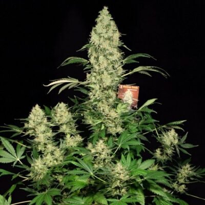Serious Seeds AK47 feminisiert