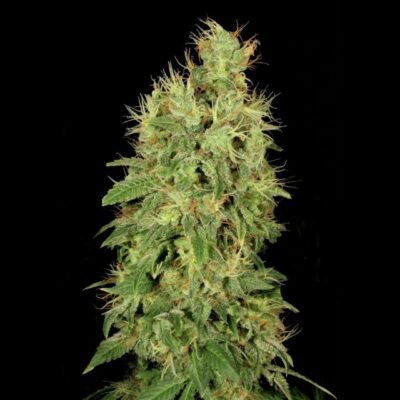 Serious Seeds Chronic CBD feminisiert