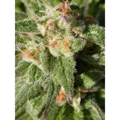 Serious Seeds Warlock CBD feminisiert