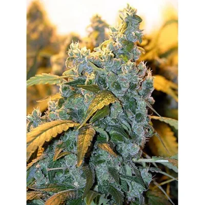 Serious Seeds Chronic feminisiert