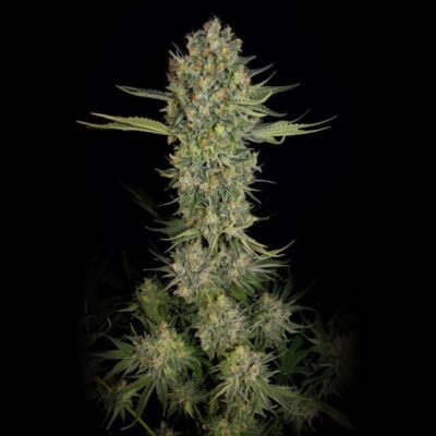 Serious Seeds Serious Kush feminisiert