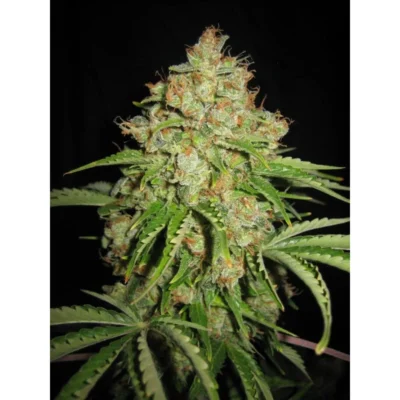 Serious Seeds White Russian Auto feminisiert