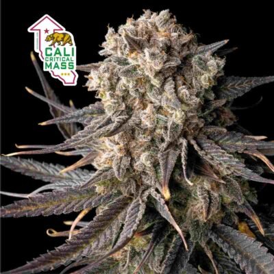 Seedsman Cali Critical Mass feminisiert