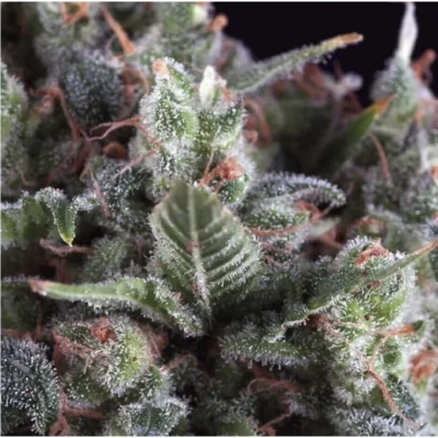 Pyramid Seeds Olympia Auto feminisiert