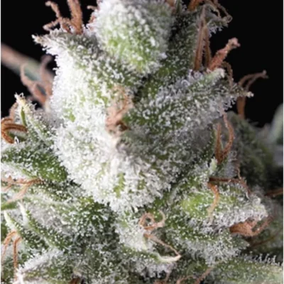 Pyramid Seeds Ramses Auto feminisiert