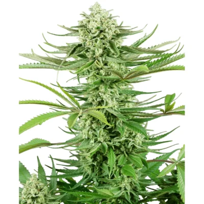 Sensi Seeds Cashew Kush feminisiert