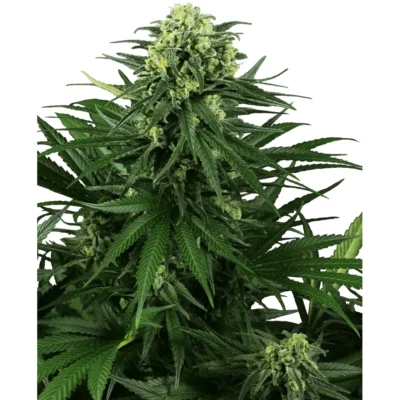 Sensi Seeds Honey Melon Kush feminisiert