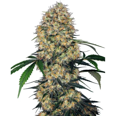 Sensi Seeds Sensi Amnesia XXL Auto feminisiert