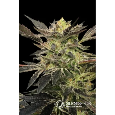 Silent Seeds Pink Sunset Auto feminisiert