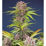 Sweet Seeds Mimosa Bruce Banner XL Auto feminisiert