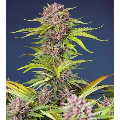 Sweet Seeds Mimosa Bruce Banner XL Auto feminisiert